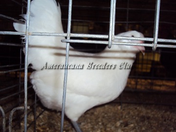 SC District 2014 Junior BV White Pullet